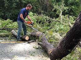 How Our Tree Care Process Works  in  Olympia, WA