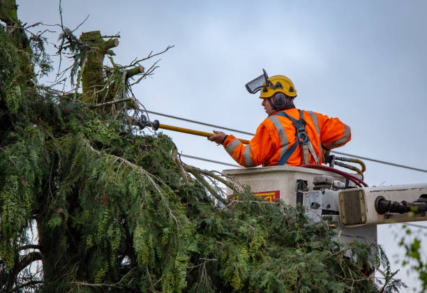 Tree and Shrub Care in Olympia, WA