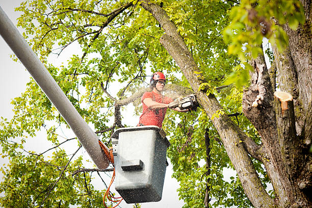 Best Weed Control  in Olympia, WA